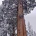 50 seeds giant Sequoia Sequoiadendron - giganteum-"giant tree