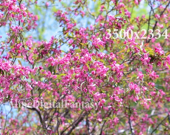 Flower photo, Flowering Trees, Flower Photography, instagram photo, spring photo, stock photo, digital photo, pink photo