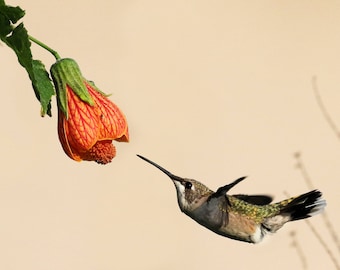 Hummingbird coming in for morning nectar