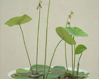 Real Lotus Seeds ,water lily seeds,visual enjoyment,Hydroponic Plants,Balcony Flower Planting