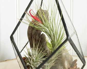 Geo Tillandsia Terraium by Zentilly©