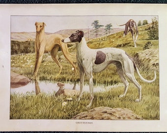 Greyhounds by Louis Agassiz Fuertes 1919 Color Animal Print Delightful Vintage Wall Art Hanging Antique Book Page Illustration Wall Decor
