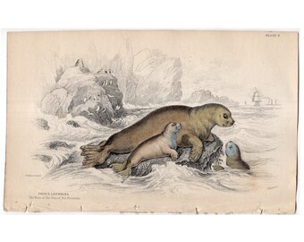1833 ANTIQUE SEAL ENGRAVING original antique sealife print - hare of the sea - seal print