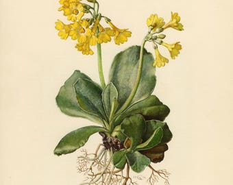 Vintage lithograph of the auricula, mountain cowslip or bear's ear from 1954