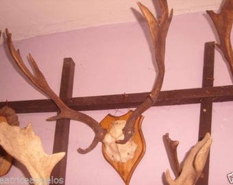 Mounted fallow deer antlers trophy art crafts home decor taxidermy skull