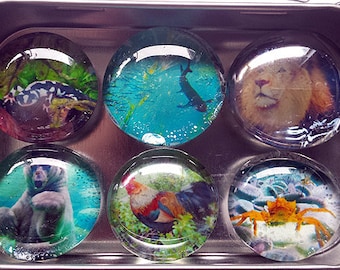 Handmade Glass Marble Magnets - original photographs of Animals