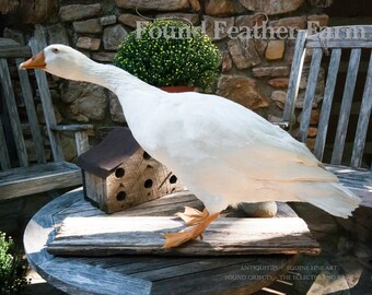 Taxidermy White Embden Goose