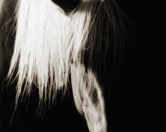 Horse Photography Sepia Horse Photograph