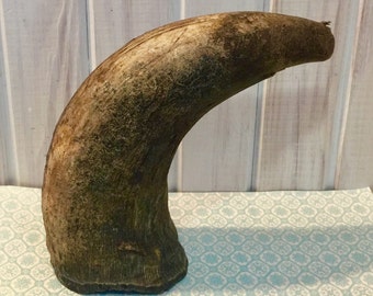 Buffalo Horn ~ Unpolished ~ Taxidermy ~ Trophy ~ Rustic Decor ~ Ranch Decor ~ Buffalo Collector