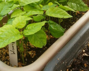 1 Organic Wampii Wampi Wampee Seedling Plant