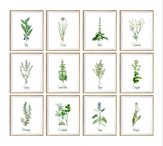 Botanical Art Print SET. 8x10 UNFRAMED. kitchen prints