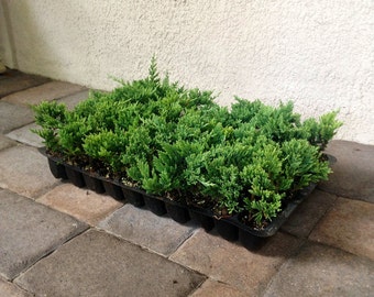 Blue Rug Juniper Live Plants Evergreen Ground Cover Juniperus Horizontalis Wiltonii