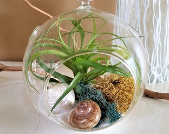 Air plant terrarium kit, DIY terrarium, glass terrarium, hanging glass orb, moss, air plants