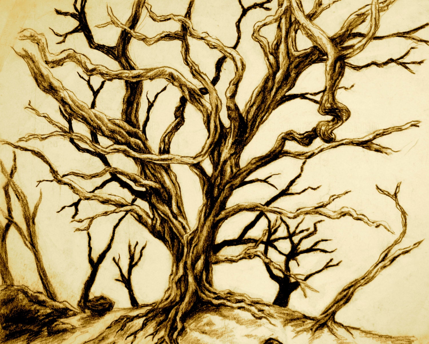 Albero con rami spogli lungo contorti senza foglie Hawaii arte stampa 10x10 di carbone di legna originale disegno