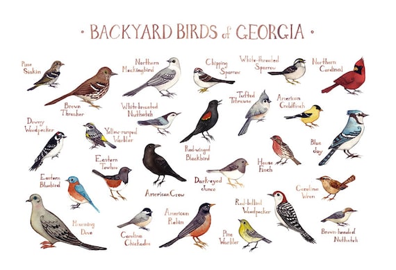 Georgia Backyard Birds Field Guide Art Print / Watercolor