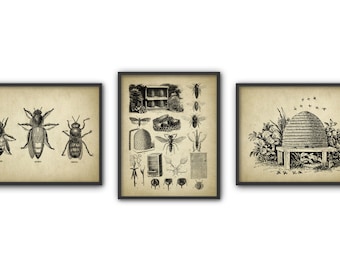 Vintage Beekeeping Print Set Of 3 - Queen Bee - Worker Bee - Drone Bee - Honey Bee - Beehive - Beekeeping - Bee Illustration - Melittology