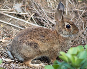 Eastern Cottontail Rabbit - Georgia - Animal - Print