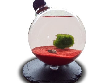 Marimo Moss Ball In Light Bulb Terrarium,Home Office Decor Terrarium Kit,Boho Decor With Live Moss Plant