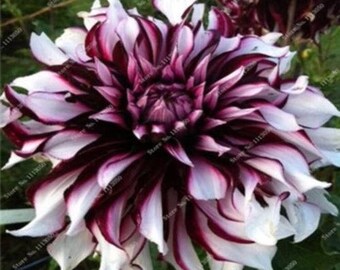 Rare Beautiful Perennial Dahlia Flowers Seeds 100PCS