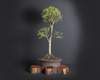 Neea buxifolia bonsai tree, Puerto Rico Native Collection from LiveBonsaiTree"