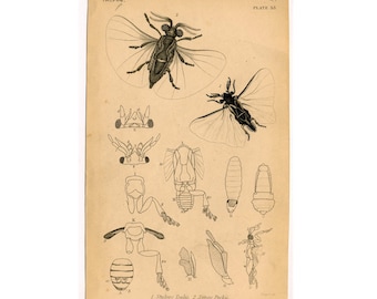 c. 1843 PARASITE INSECT engraving - original antique print - animal bug engraved print no. 7 - STYLOPS