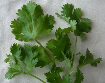Organic Cilantro Seeds *Santo* ~Mycorrhizae Inoculated/Bulk Available~