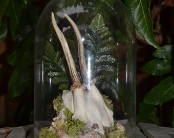 Antler & Moth Terrarium in Glass Cloche