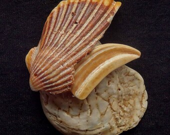 Neocon Shell Pin cinquantanove