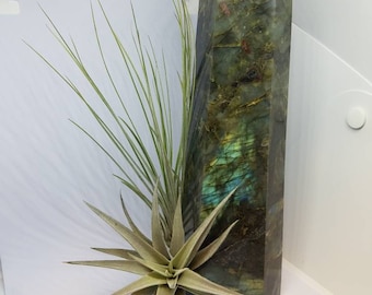 Air Plant Laboradite Point | Tillandsia | Crystal Garden | Air Plant Gift | Natural Crystal | Air Plant Crystal | Airplant Crystal