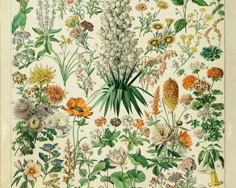 Vintage Flower Poster, French Botanical Print, French Flower Decor, Home Decor Fine Art Print Wall Art #vi998