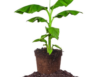 Cold Hardy Basjoo Banana tree