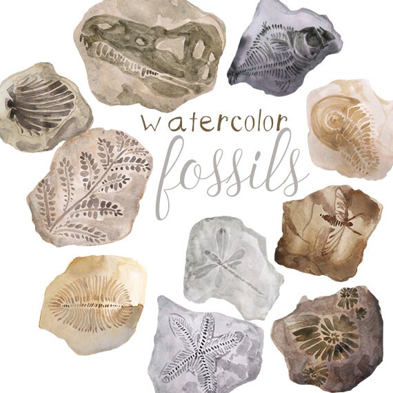 Watercolor Fossils Clipart Fossil clip art Fossils clip art