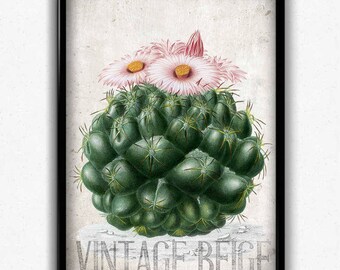 Cactus Vintage Print - Cactus Poster - Cactus Art - Cactus Picture - Cactus Illustration - Flower Print - Flower Poster - Living Room Art
