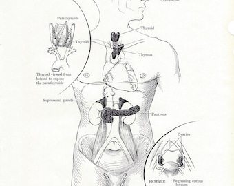 Human Anatomy Endocrine Glands Vintage Medical Anatomy Illustration to Frame or for Collage, Scrapbooking, Paper Arts and MORE PSS 3240