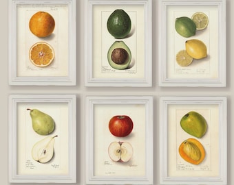 Set Of 6 Botanical Fruit Prints Gallery Wall Kitchen Decor Apple Pear Avocado Lemon Orange Mango A4 or 5x7