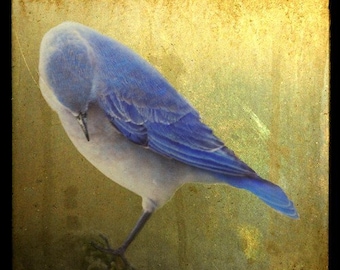 Bashful Bluebird, 5x5 Fine Art Photographic Print