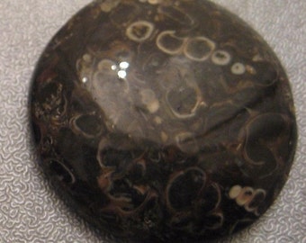 Turritella Agate Fossil Cabochon 1pc