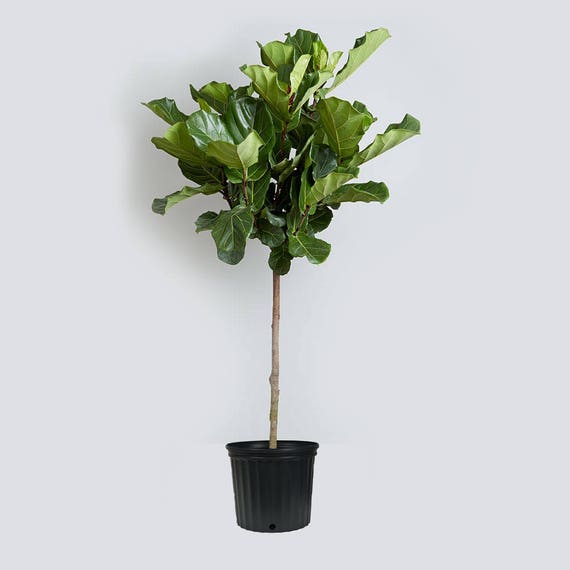 Fiddle Leaf Fig Live Tree About 42 Tall Beautiful