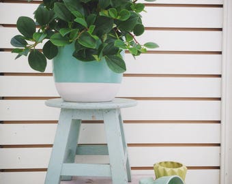 Peperomia European Trailing Cuttings (5)