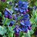 Blue Honeywort/Kiwi Blue, Pride of Gibraltar * Seeds Cerinthe Major Purpurascens Known as Blue Wax Flower & Shrimp Plant ... seeds galore