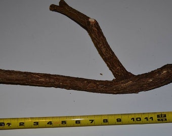 Parrot perch forked willow