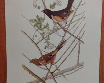 Vintage Audubon Bird Print, Original 1950s book plate