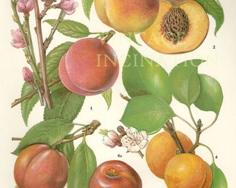 Vintage Botanical Print Antique PEACHES, plant print botanical print, bookplate art print, peach fruit plants plant wall print