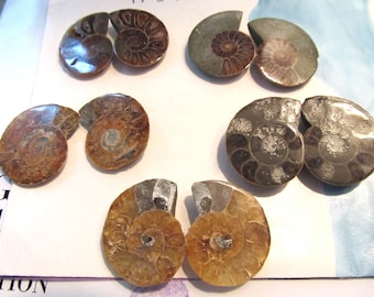 Ancient Spiral Ocean Fossil, Ammonite Cabs, Split Pair, Sea Fossil Cabachons, Matched Pair, 1 Pair 0524