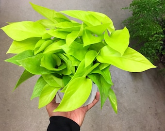 neon pothos ivy epipremnum plants pot aureum golden devil indoor devils grow easy very plant etsy leaves shipping