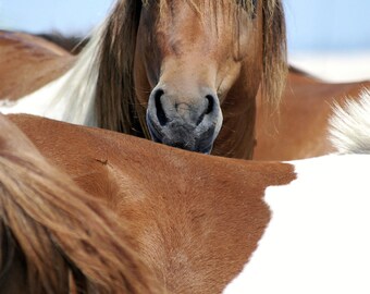 Wild Stallion Pose - Mustang Photography, Horse Photography, Wild Horse Art, Horse Decor, Stallion, Assateague Horse, Wild Horse Photography