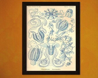 Vintage Sea Art Print 1904 - Vintage Home Decorating Office decoration Ocean Art Nautical Print Sea Life Marine Beach Artt