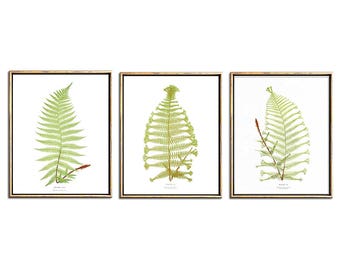 Botanical Illustration, Botanical Print Set, Fern Print, 3 Piece Wall Art Set, Triptych Wall Art, Printable Art, Vintage, Antique, Prints