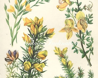 Vintage Botanical Print Antique FLOWERS, plant print botanical print, bookplate 19 art print, yellow plants plant wall