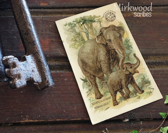 Arm & Hammer Cards | Interesting Animals #34 Asiatic Elephant Cow and Calf |